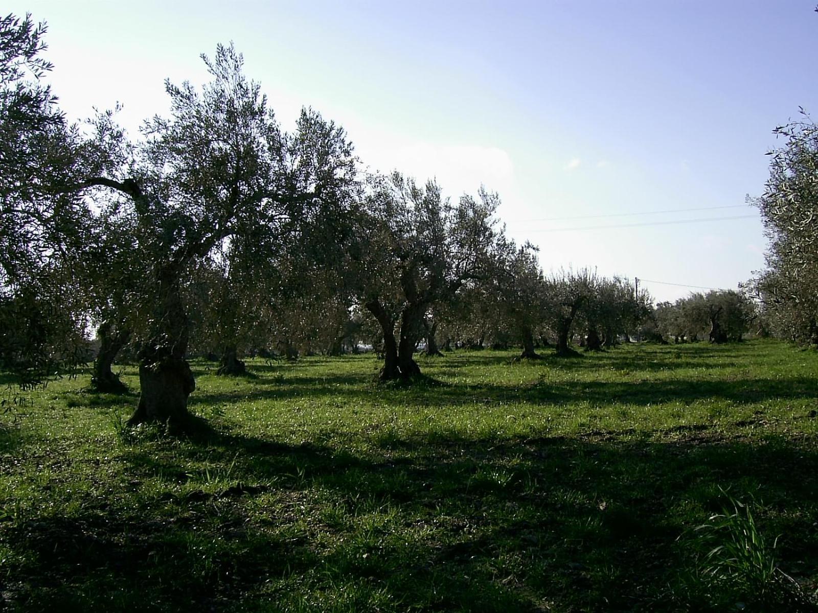 Agriturismo Baglio Calanchi Modica Exterior photo
